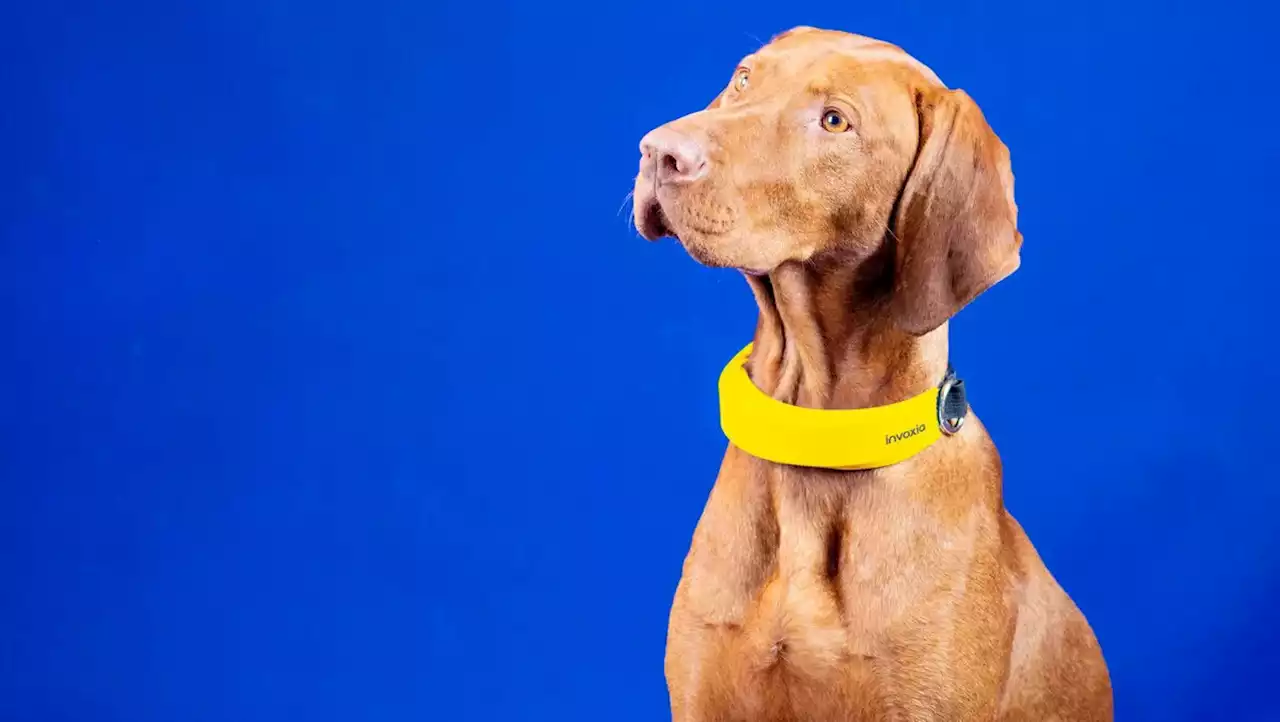 Wau! Die Apple Watch für den Hund | W&V