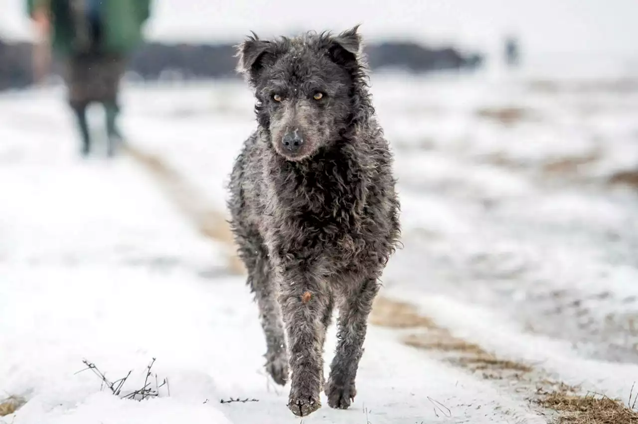 'Mudi'? Try a toy: American Kennel Club adds 2 dog breeds