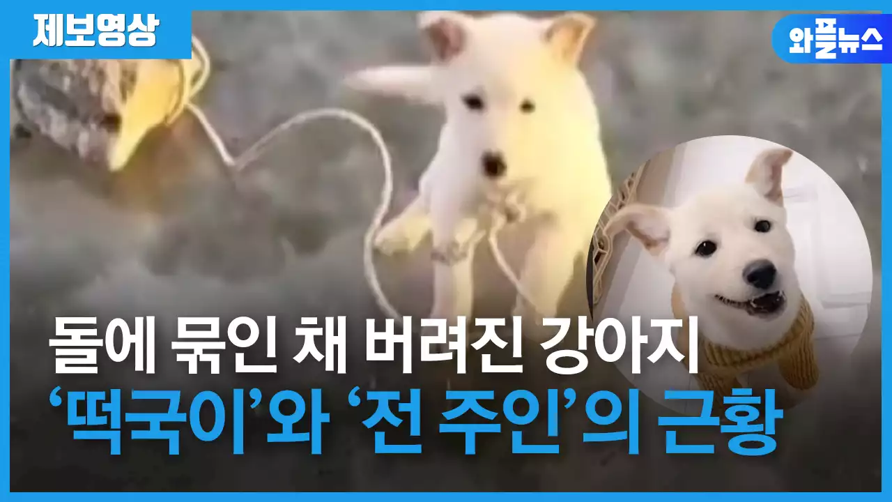 강아지를 돌에 묶어 언 강에 두고 간 사람과 ‘새 주인’ 찾는 강아지 근황 [제보영상]