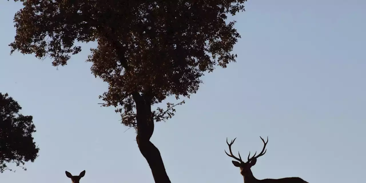 Muere un cazador tras ser embestido por una cierva en Gerona