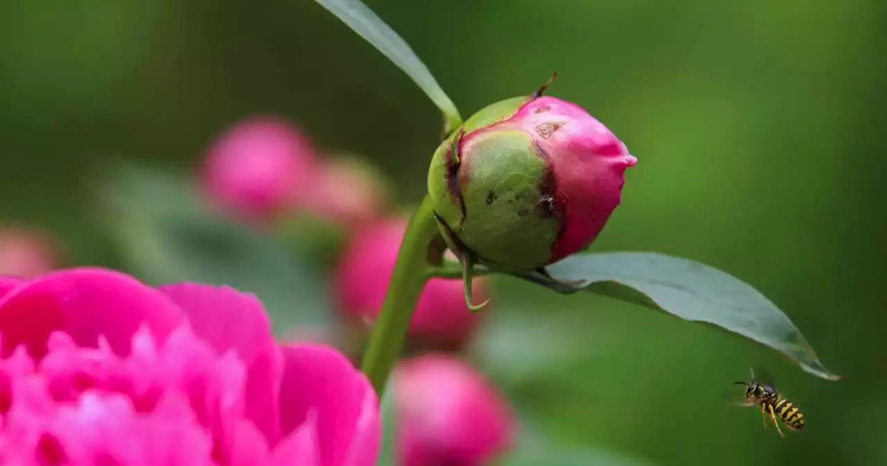 January is catalog time for Alaska gardeners, and that usually means going online