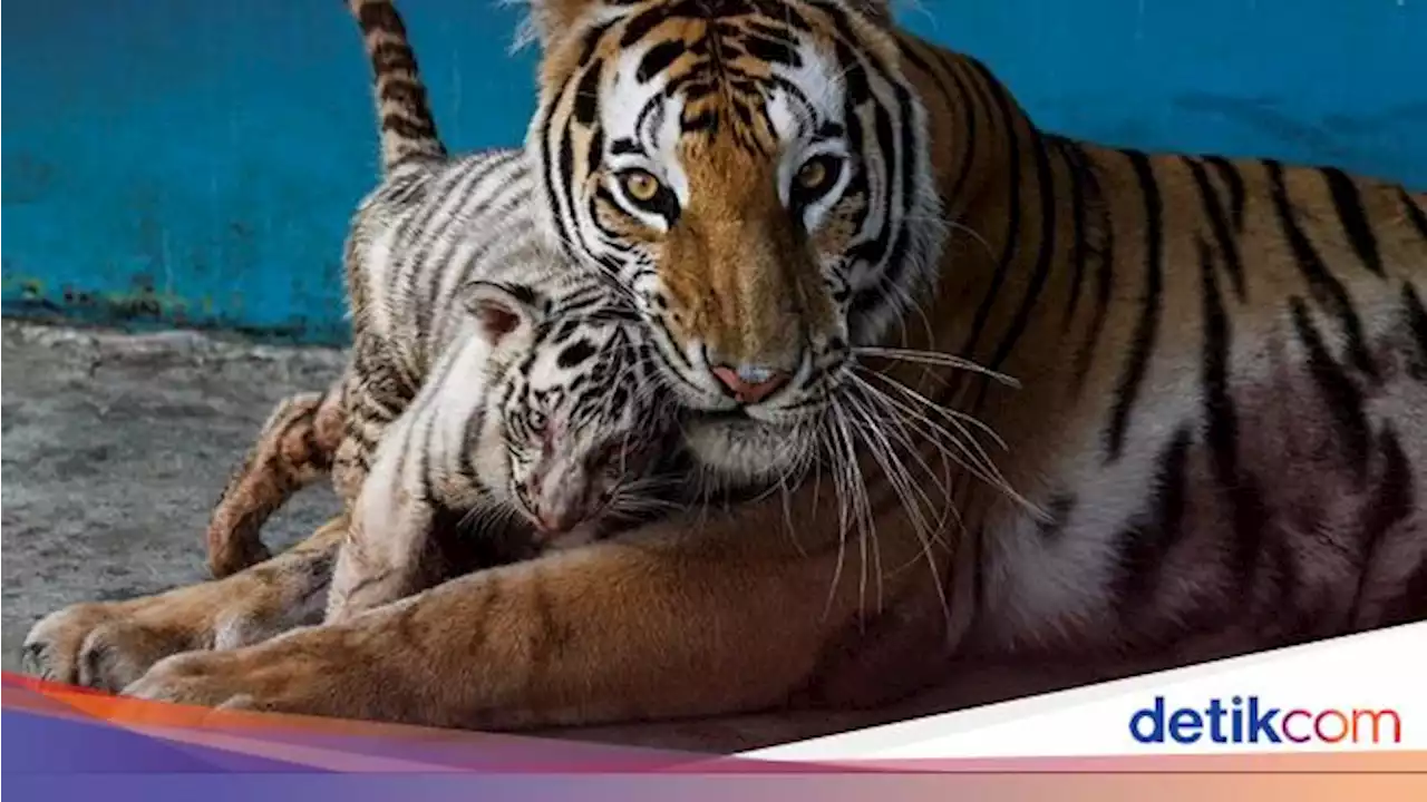 Harimau Gigit Tangan Petugas di Taman Safari Jepang