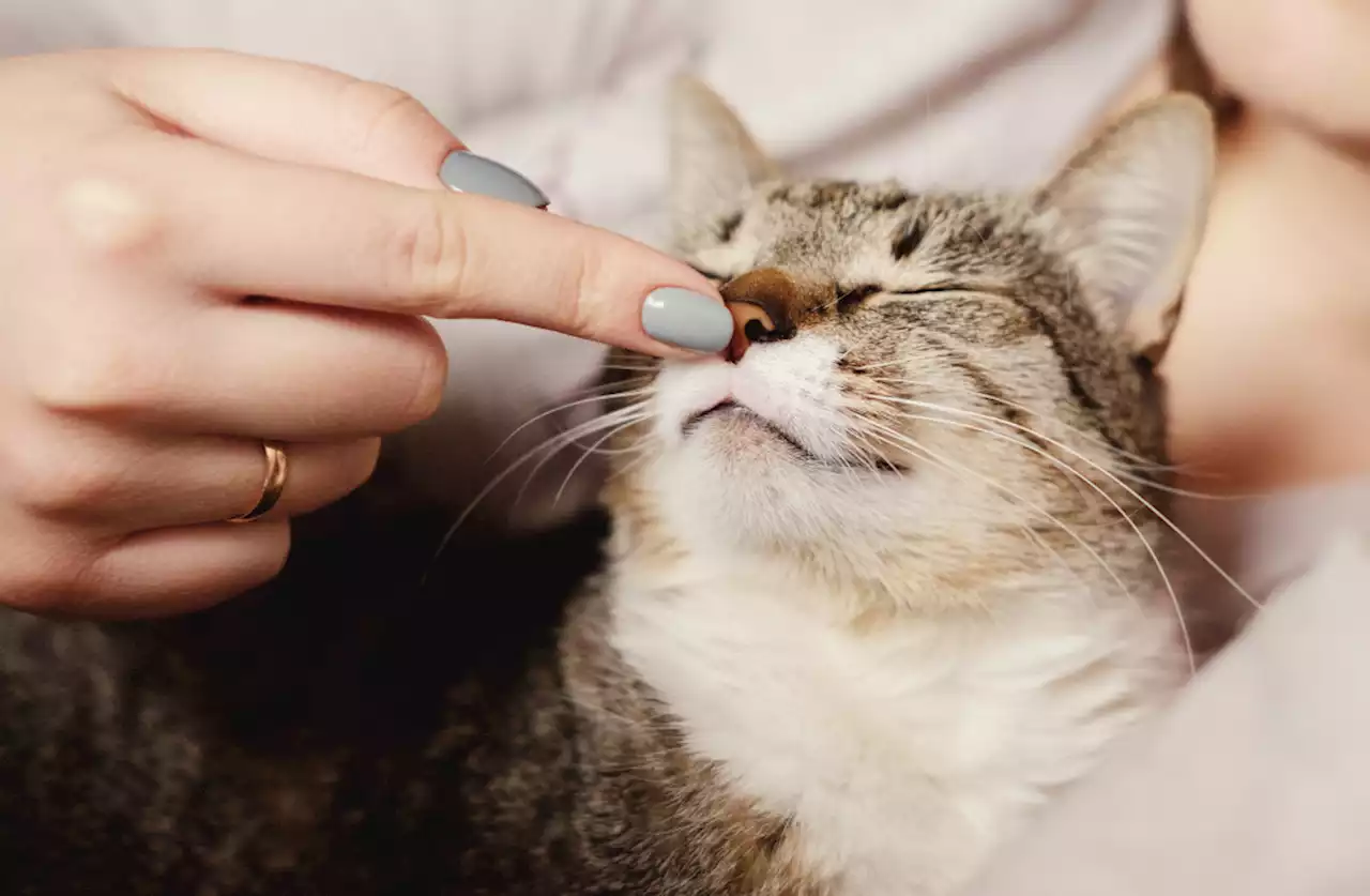 Why Do Cats Purr?