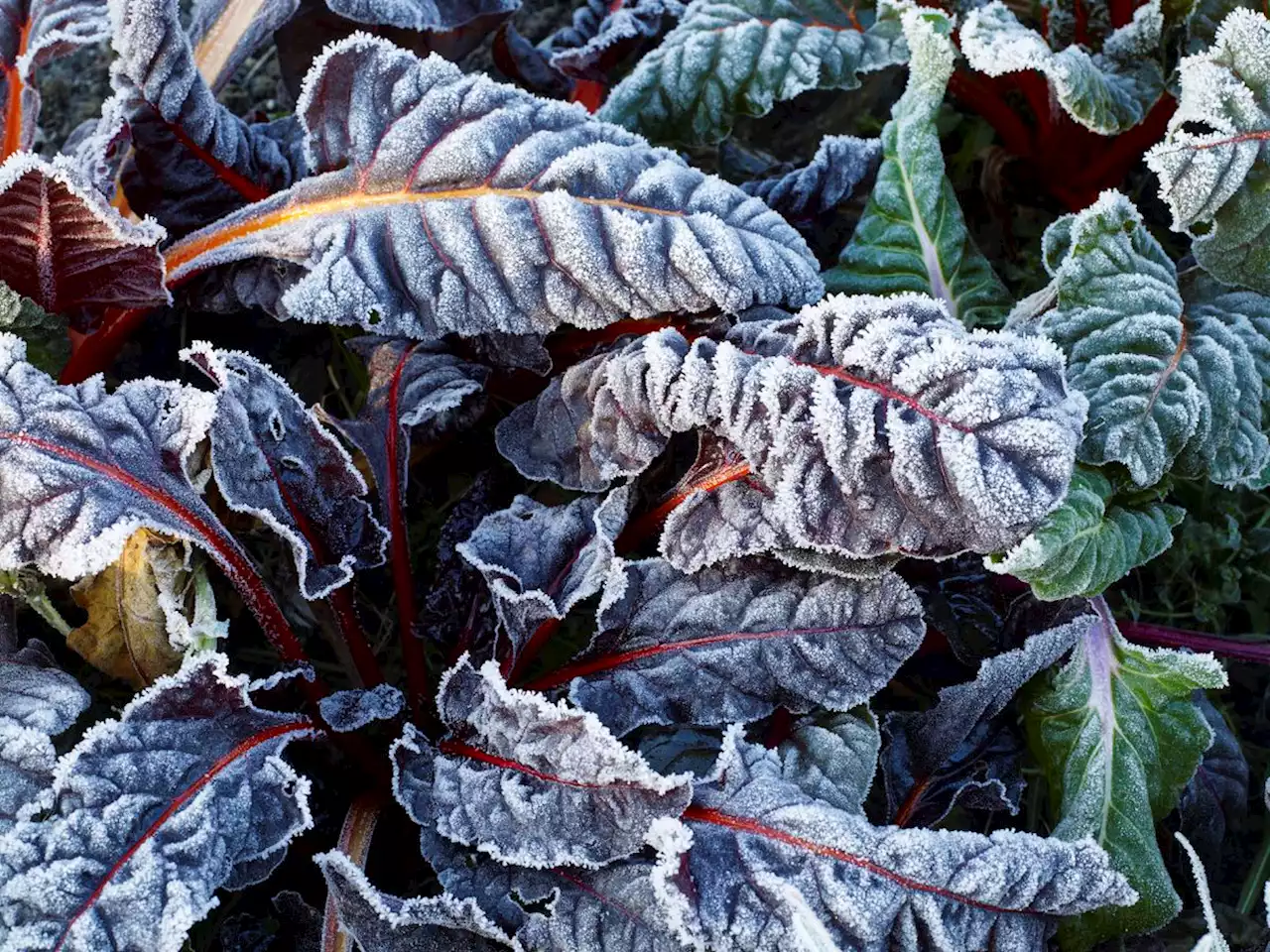 How to Protect Your Precious Plants from a Harsh Frost