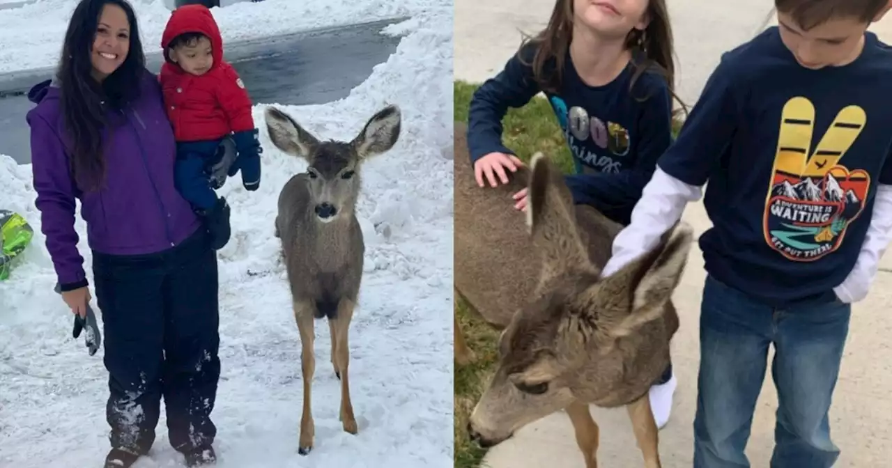 Viral video shows friendly deer in Herriman neighborhood, experts warn residents to stay away