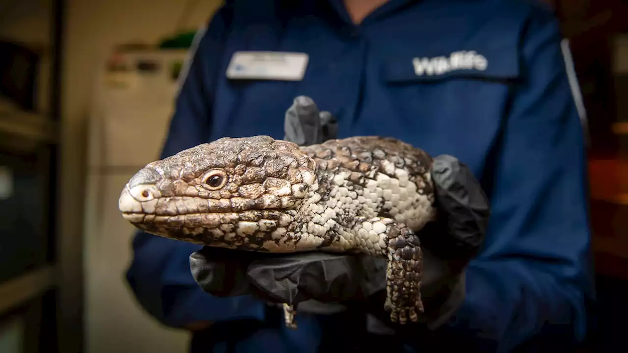 This unusually ‘romantic’ lizard is one of Australia’s most trafficked animals