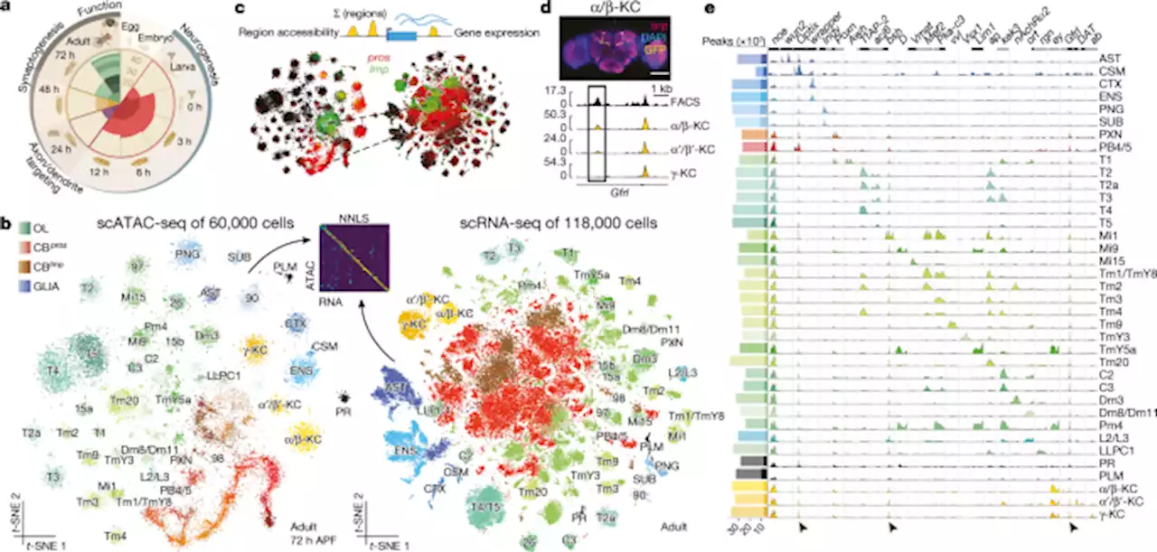 Decoding gene regulation in the fly brain - Nature