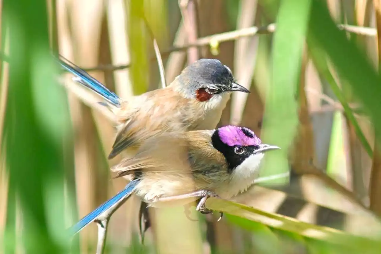 Fairywren birds can nest out of breeding season to boost numbers