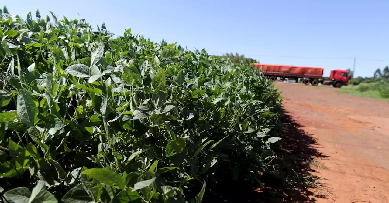 Paraguay announces agriculture relief measures amid severe drought