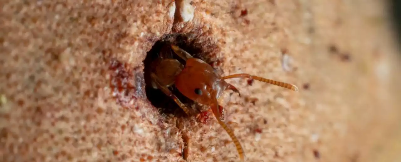 These Ants Can 'Heal' Wounded Trees in a Fascinating Symbiotic Relationship