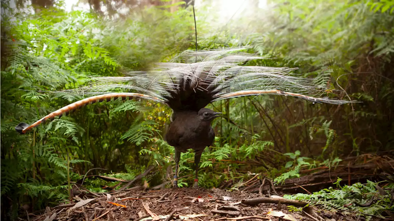 A single male lyrebird can mimic the sound of an entire flock