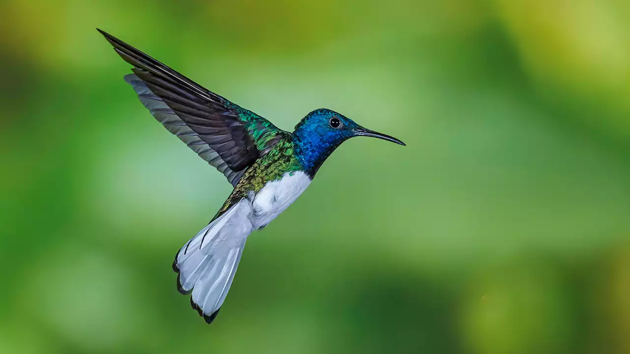 Female hummingbirds may sport flashy feathers to avoid being harassed