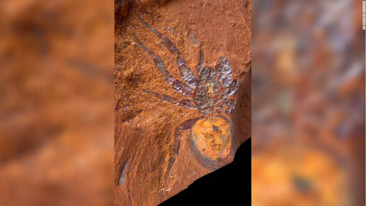 Fossil site discovery tells of Australia's 'origin story'