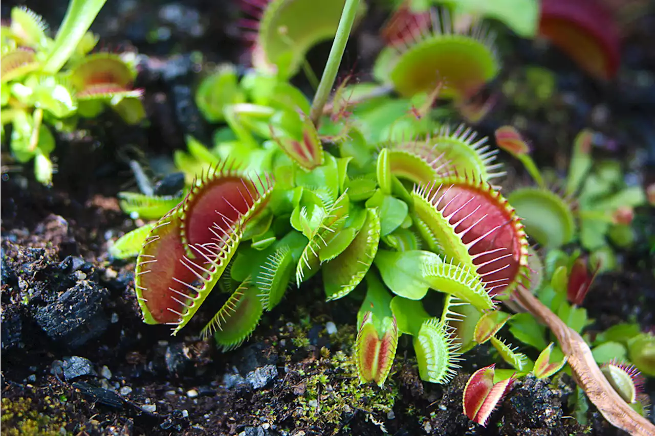 Top 5 Carnivorous Plants of North America