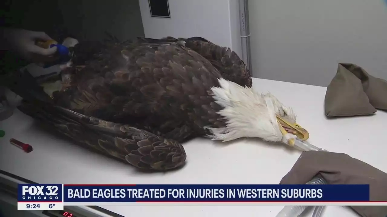 Willowbrook Wildlife Center treating bald eagles for injuries, medical issues