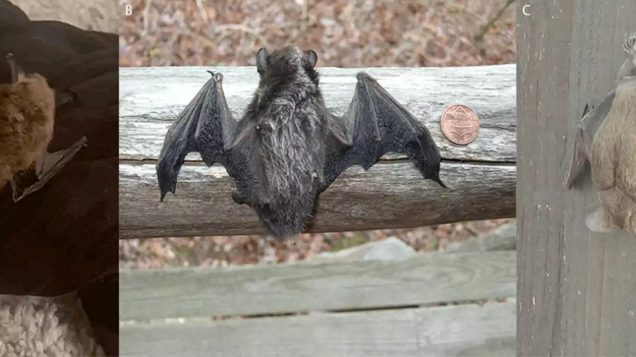 CDC issues warning about rabies from bats after 3 deaths