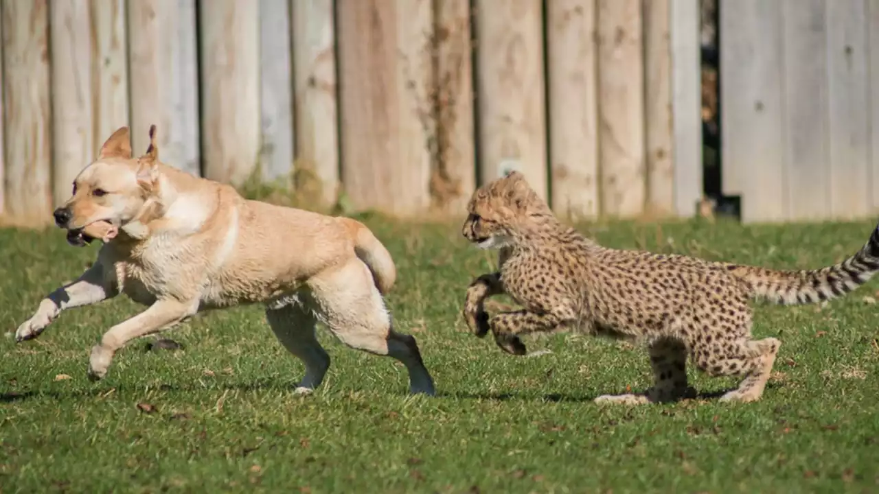 Columbus Zoo mourns death of cheetah ambassador dog