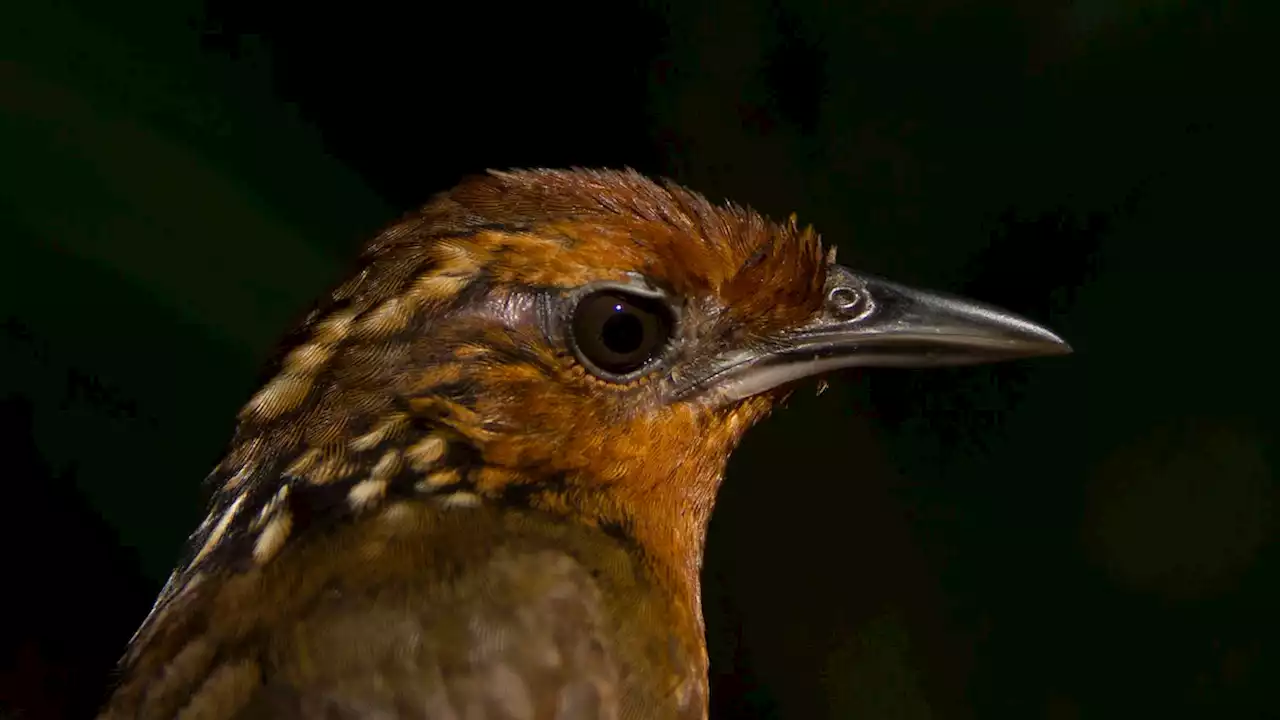 Climate change is shrinking many Amazonian birds