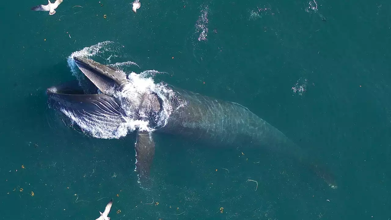 Whales eat three times more than previously thought