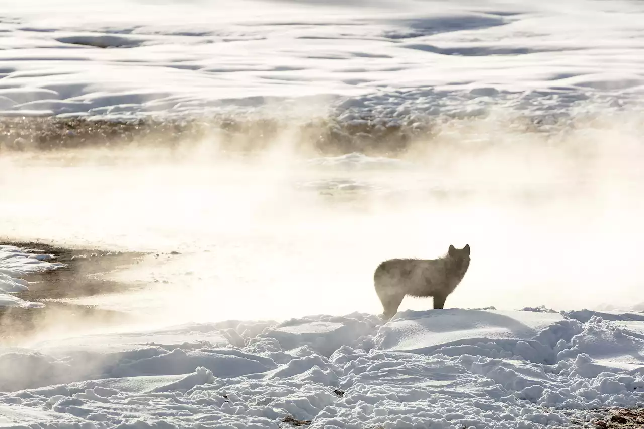 Hunters Kill 20 Yellowstone Wolves That Roamed Out of Park