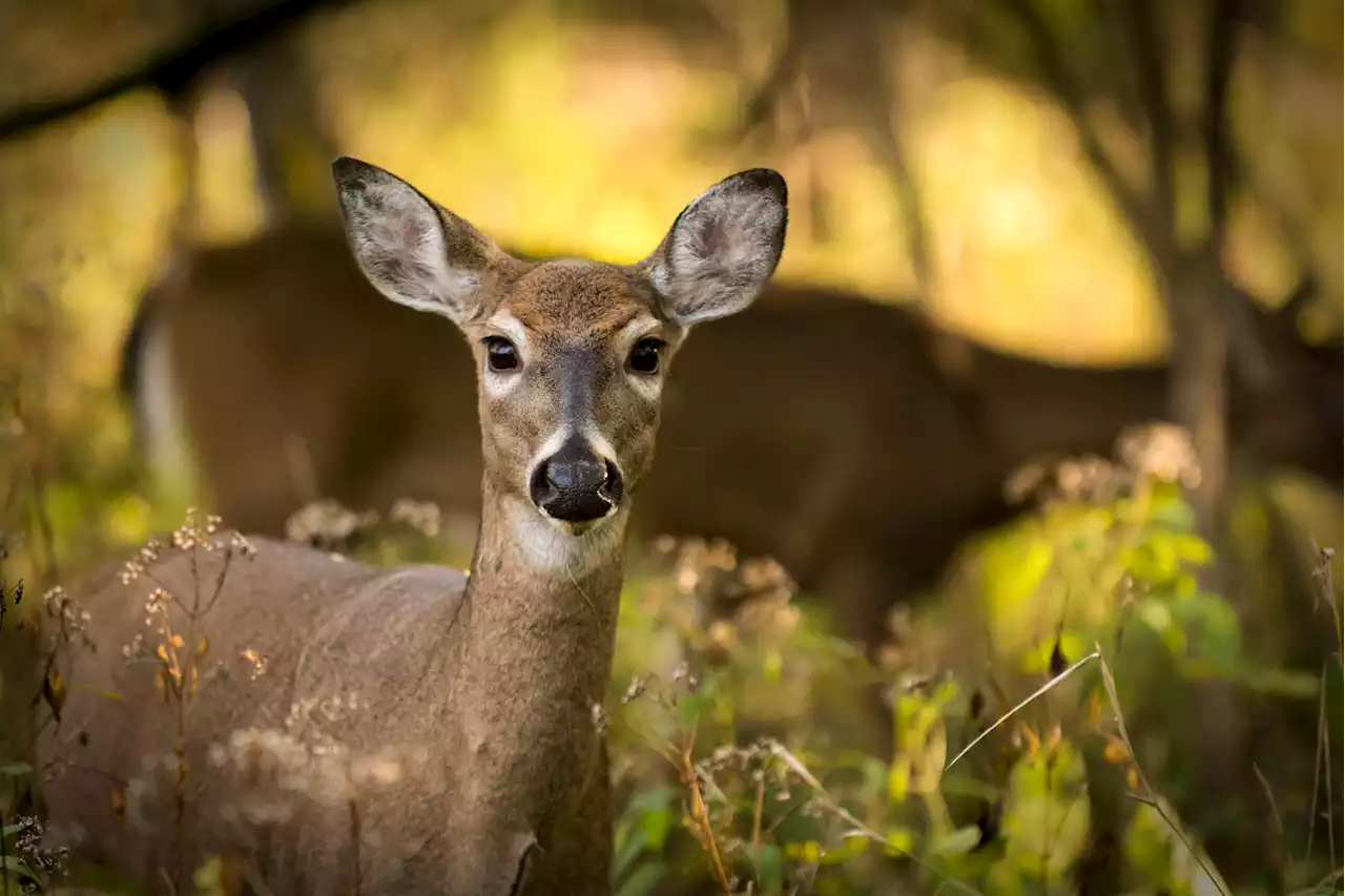 Wild deer are giving each other COVID—a lot