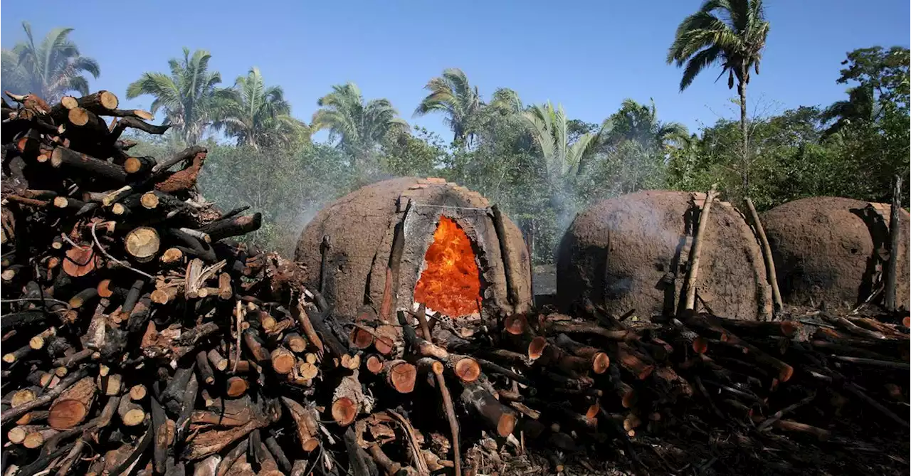 Brazil stops tracking savanna deforestation despite rising destruction