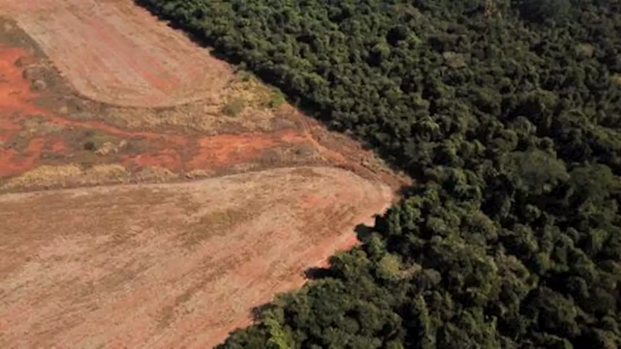 Brazil stops tracking Cerrado deforestation despite rising destruction