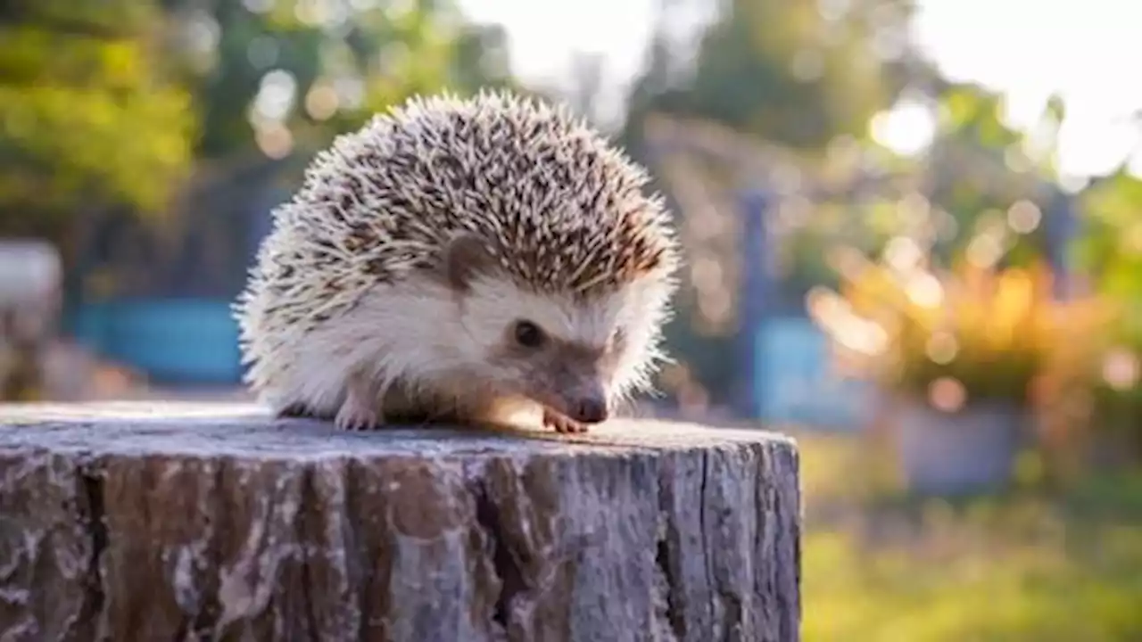 MRSA bacteria developed on hedgehogs before penicillin was invented