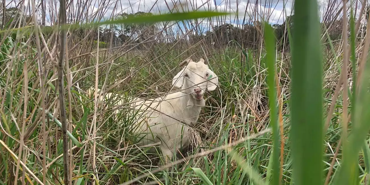 When Goats Become Firefighters, Not Everyone Follows Orders