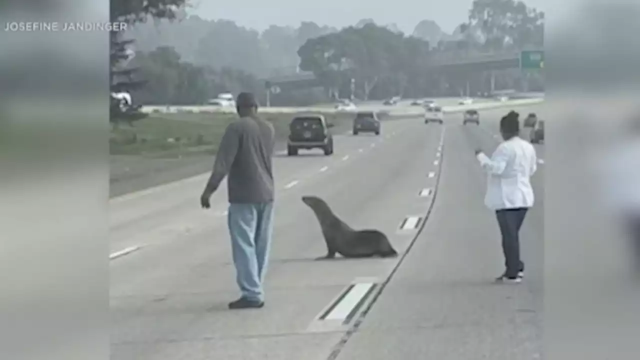 Sea lion rescued off busy California highway miles from harbor