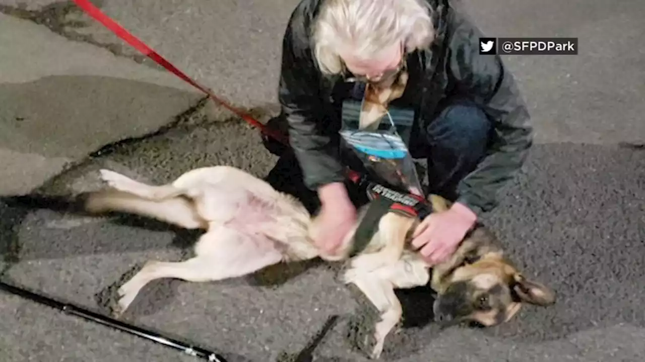 Stolen German Shepherd service dog returned to owner in San Francisco