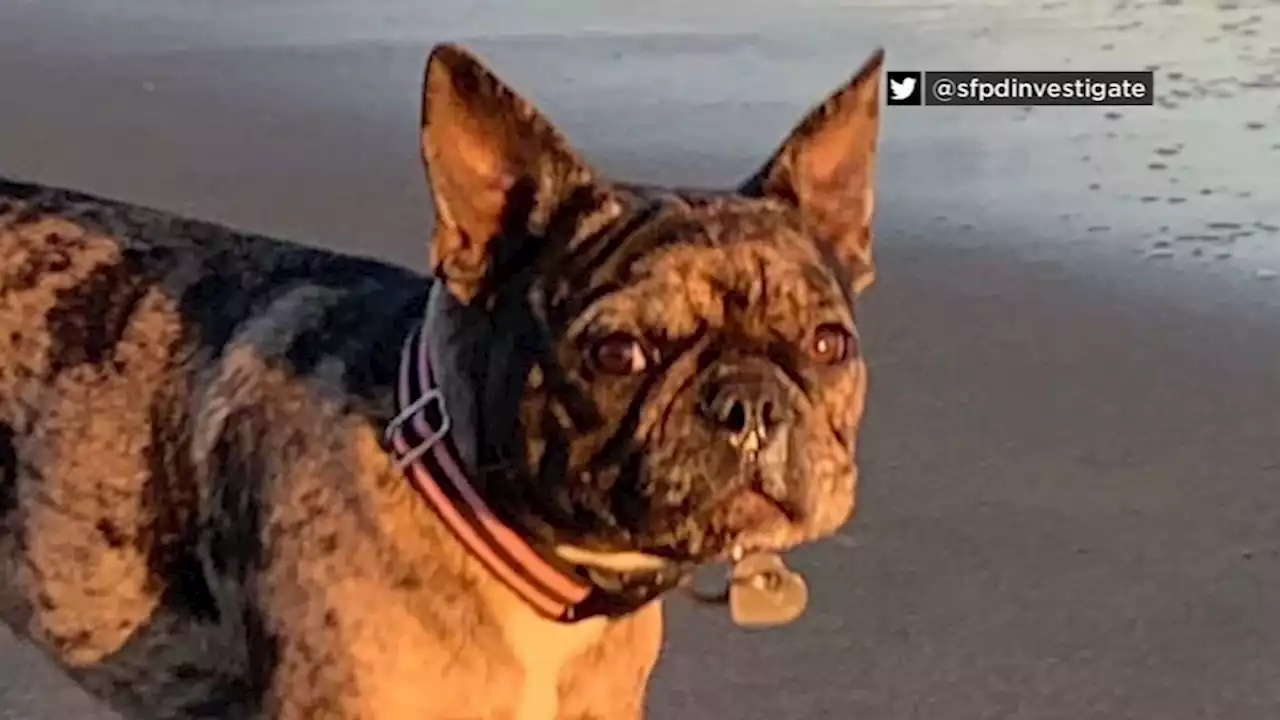 5 tips to keep your French bulldog safe from robbers and thieves