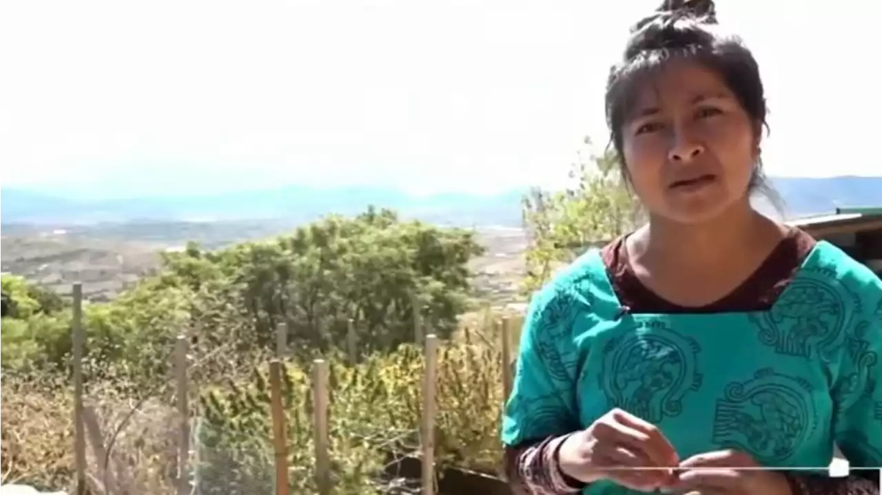 Indigenous communities in Mexico are replacing corn crops with cannabis