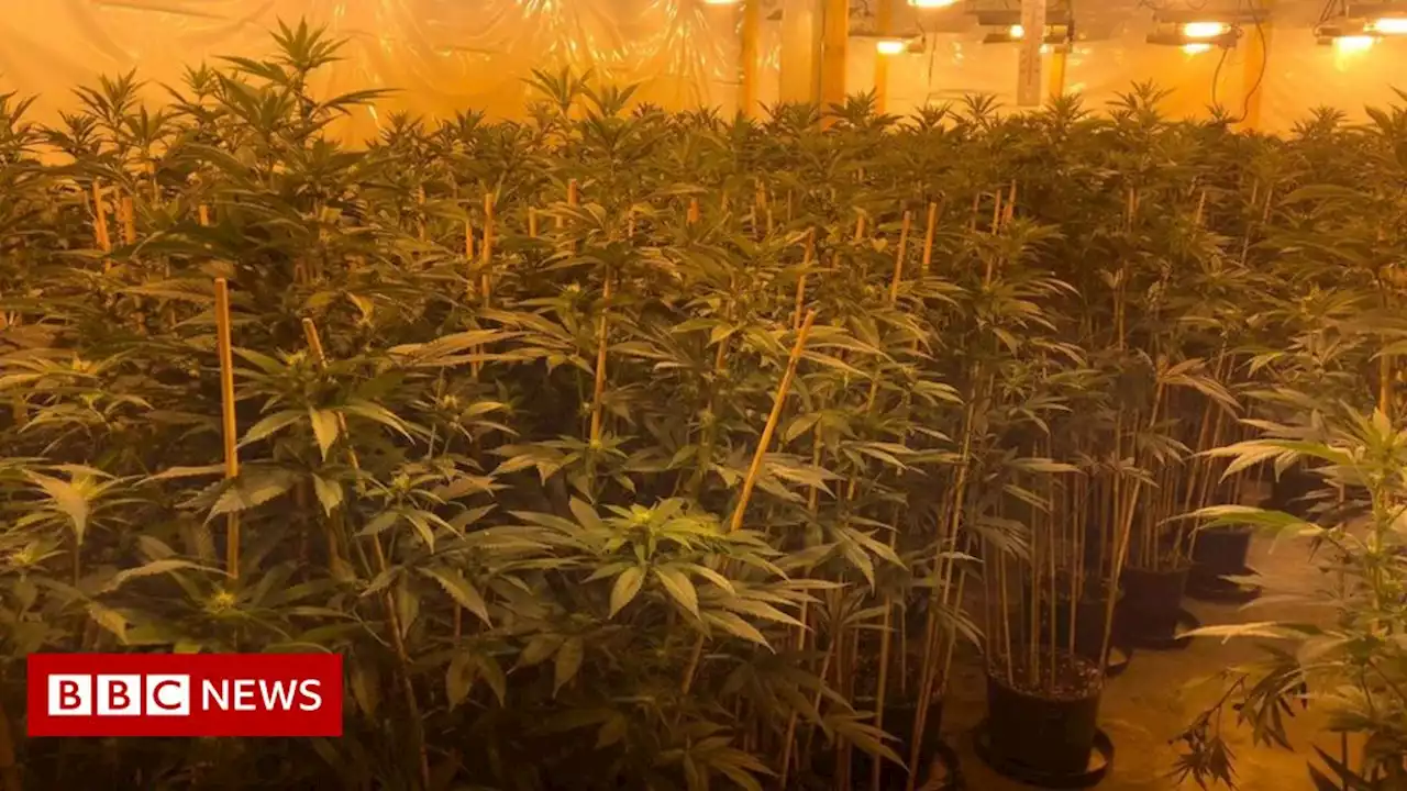 Met Police finds 1,000 cannabis farms across London