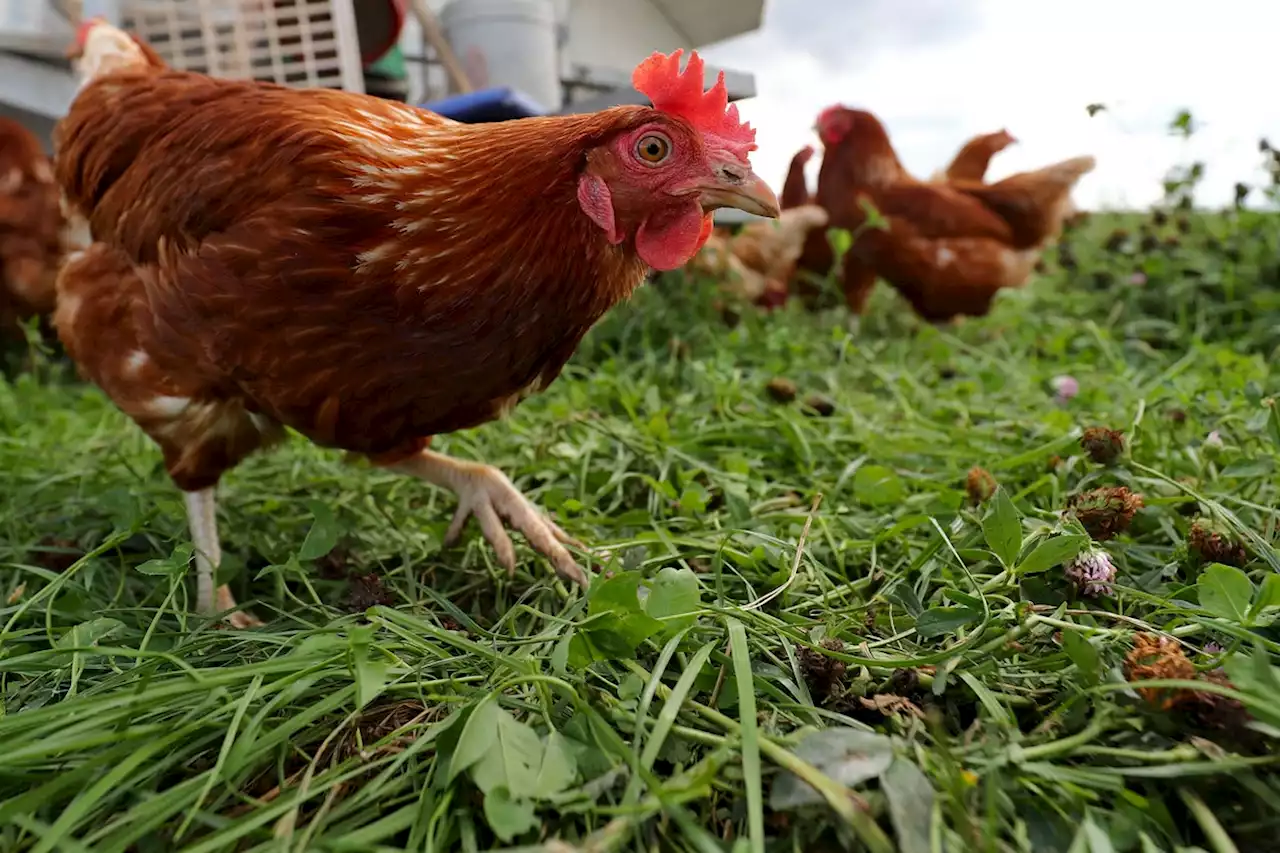 Vogelgrippe grassiert: Jetzt droht Freilandeier-Knappheit