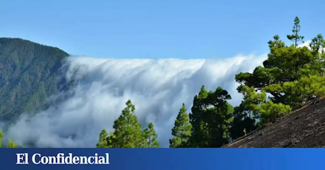 Audio | El reverdecer de la isla de La Palma más allá del volcán