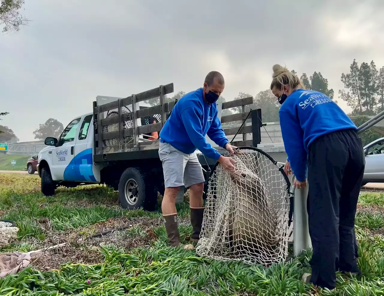 Wayward Sea Lion Found Miles From Ocean on San Diego Freeway — Not His First Time