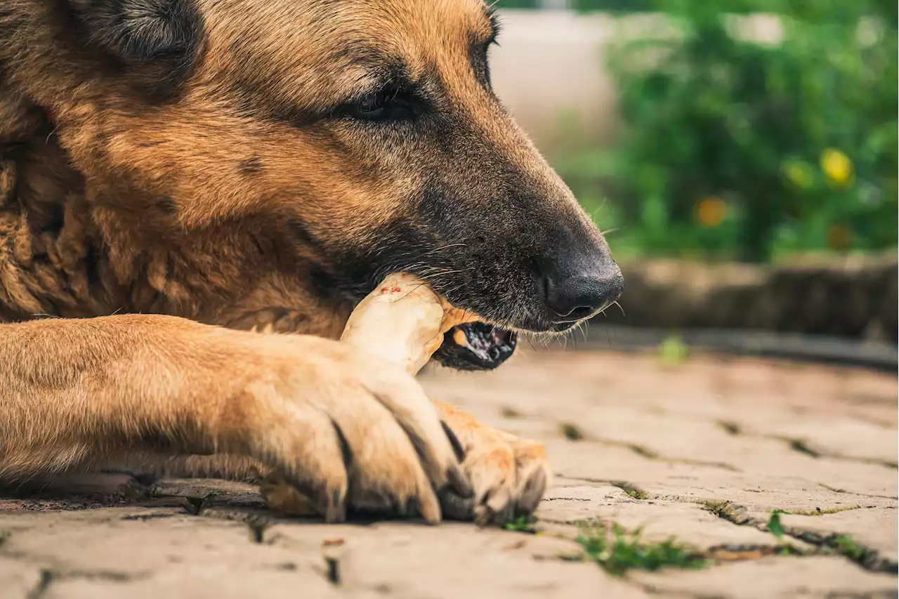 Dog finds bones of Georgia man missing over a year