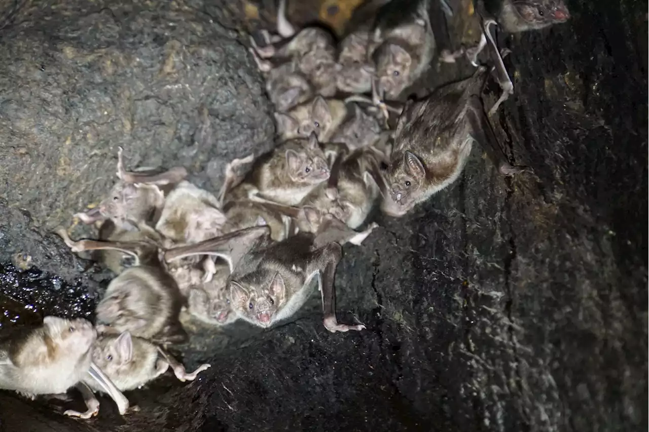 Vampire bats rendezvous with their friends when dining out