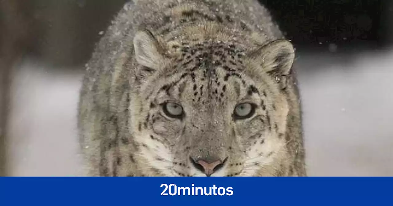 Los leopardos también sufren las consecuencias de la pandemia: cuatro han muerto por Covid-19