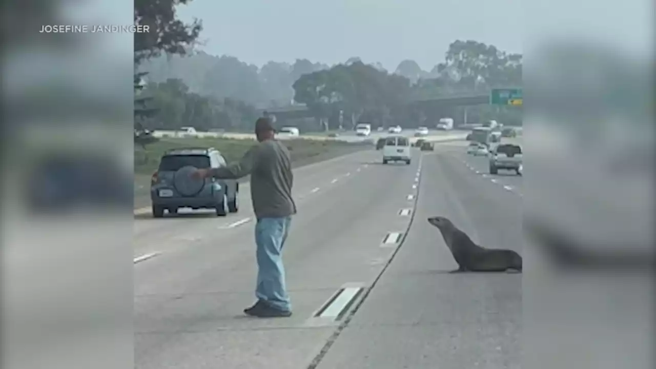 Lost sea lion that made its way to California freeway gets help from 2 good Samaritans