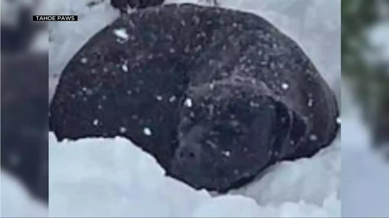 Dog rescued after being stuck in 5 feet of snow