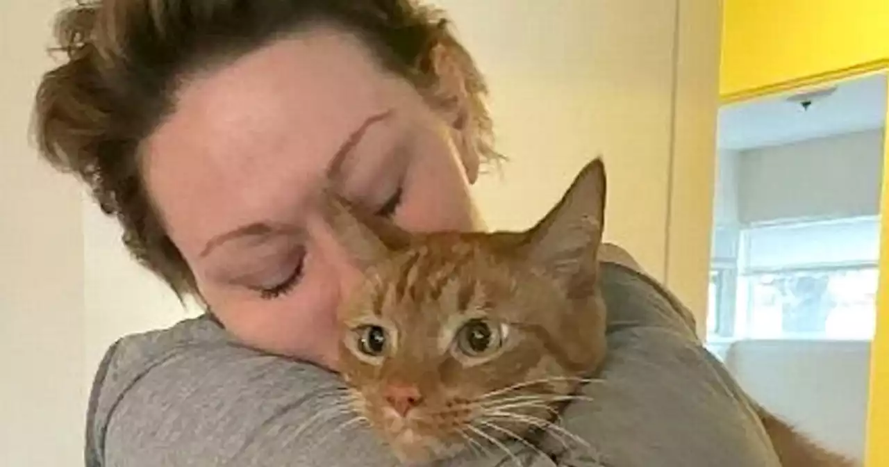 Cat reunited with family after getting stuck in armchair donated to charity shop