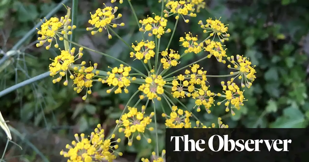 I’m locked out of the allotment, but dream of new life and new planting | Allan Jenkins