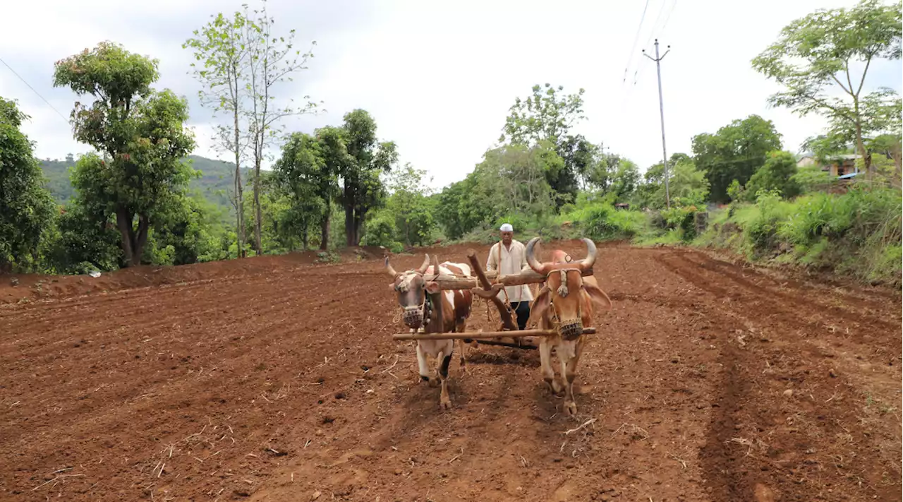 MSP से दोगुना भाव पर बिक रही कपास, ‘सफेद सोने’ के किसानों के चेहरे खिले