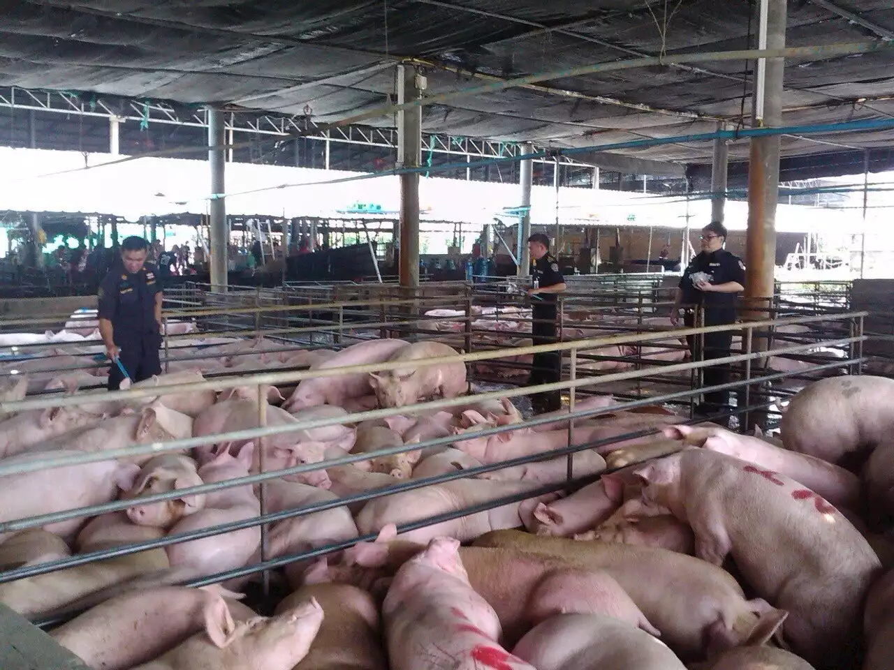 ชัดแล้ว หมูไทยติด 'โรค ASF' สัตวแพทย์ 14 สถาบันหวั่นเสียภาพพจน์ ร้องปศุสัตว์คุมด่วน