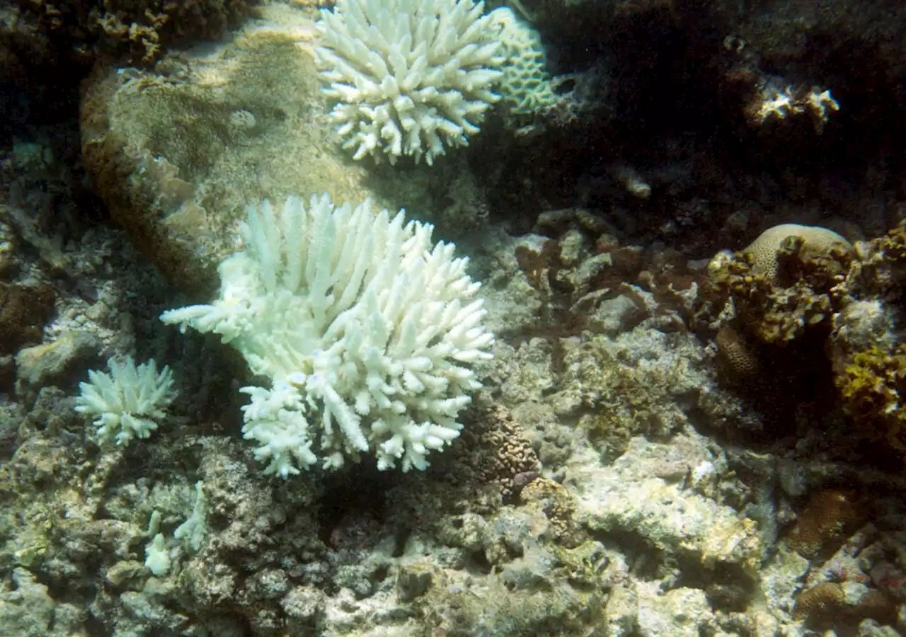 Nutrient-rich fish are thriving in a coral graveyard off the coast of Africa