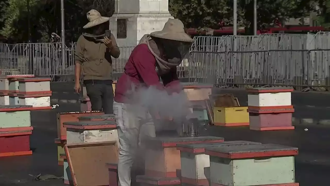 Four beekeepers detained in protest at Chilean capital, police stung