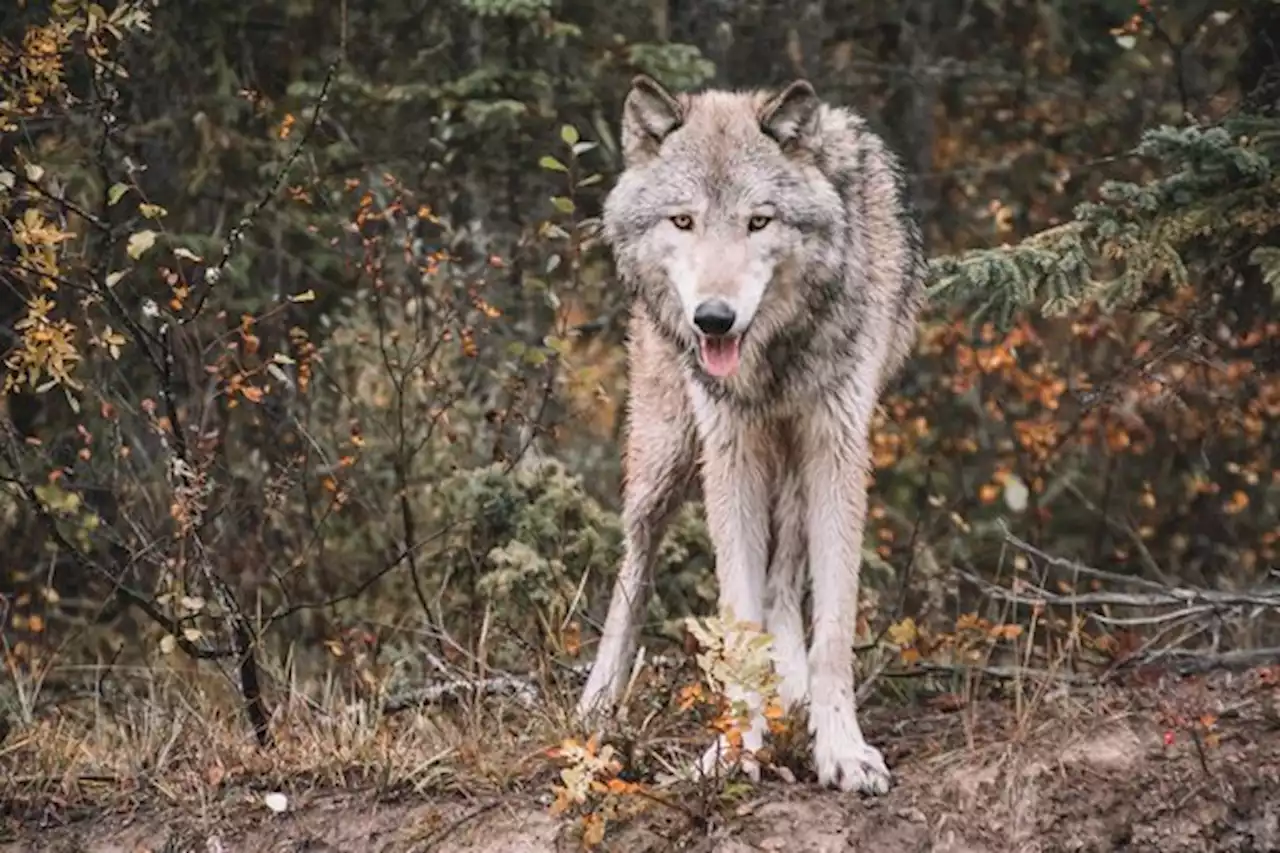 Der Ständerat stimmt für eine Wolfsregulierung wie beim Steinbock - bauernzeitung.ch