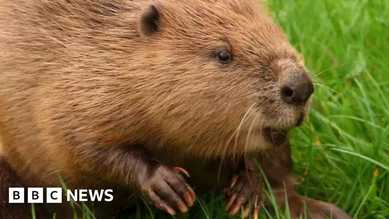 Eurasian Beaver now legally protected in England